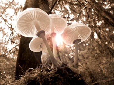 Benefícios e curiosidades sobre os cogumelos